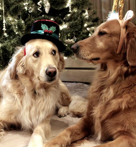 golden retriever dogs dressed up in front of Christmas tree #wordlesswednesday