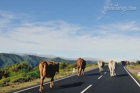 mountain traffic, Madeira
