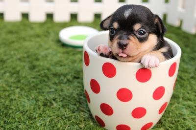 Smart Ways to Save Money on Pet Costs