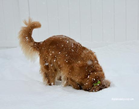 golden retriever dog sticking head in snow on winter solstice #wordlesswednesday