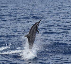 Wildlife Conservation Society’s favourite pictures of 2016 Wildlife Conservation Society’s favourite pictures of 2016