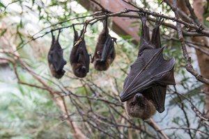 Wildlife Conservation Society’s favourite pictures of 2016 Wildlife Conservation Society’s favourite pictures of 2016