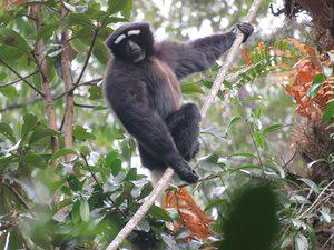 Wildlife Conservation Society’s favourite pictures of 2016 Wildlife Conservation Society’s favourite pictures of 2016