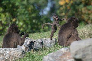 Wildlife Conservation Society’s favourite pictures of 2016 Wildlife Conservation Society’s favourite pictures of 2016