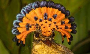 Wildlife Conservation Society’s favourite pictures of 2016 Wildlife Conservation Society’s favourite pictures of 2016