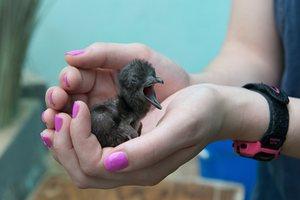 Wildlife Conservation Society’s favourite pictures of 2016 Wildlife Conservation Society’s favourite pictures of 2016