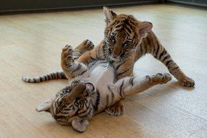 Wildlife Conservation Society’s favourite pictures of 2016 Wildlife Conservation Society’s favourite pictures of 2016