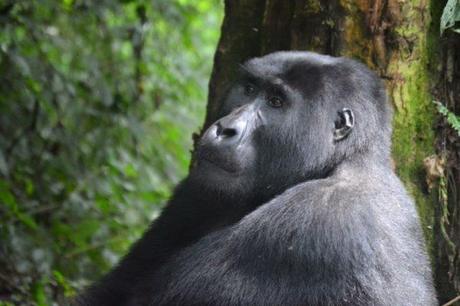 Gorilla Trekking Uganda – Is It Worth It?