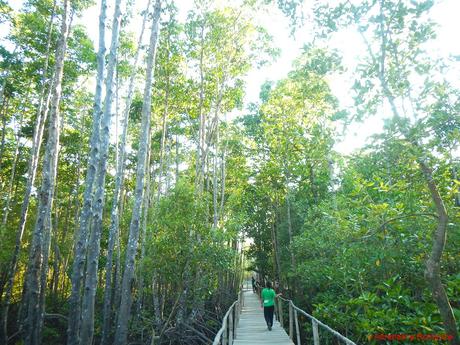 Looking Back to a Heartwarming and Adventure-Filled 2016 Bakhawan Eco Park
