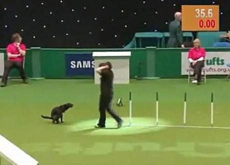 Worst in show: Dog defecates during daring Crufts agility course