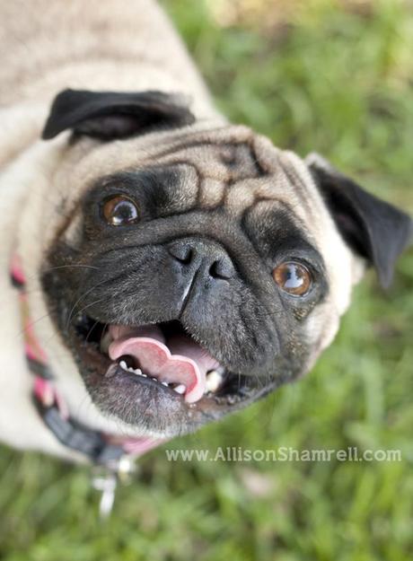 Pug in the grass smiling up at the camera.