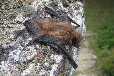 Pipistrelle-Bat