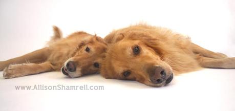 Two golden retrievers lay down in the studio.