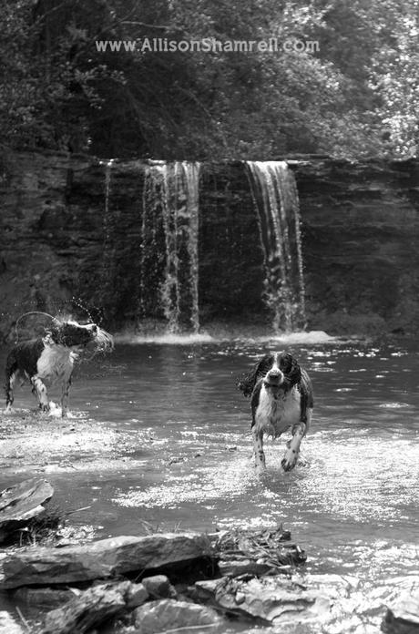 Two springer spaniels near a waterfall, in black and white.