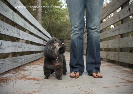 A poodle looks up at his owner on a wooden walkway.