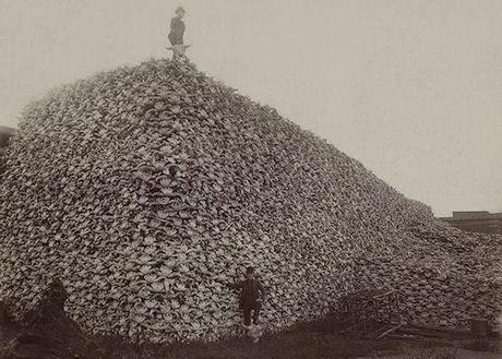 The Near Annihilation Of America's Buffalo In Pictures