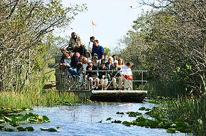 Learn English in Miami: Everglades airboat alligator