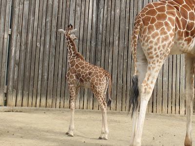 The Oakland Zoo:  New Baby Giraffe!