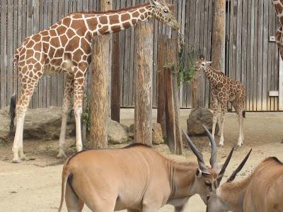The Oakland Zoo:  New Baby Giraffe!