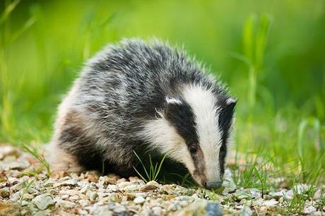 WELSH BADGERS LIVE TO FIGHT ANOTHER DAY WELSH BADGERS LIVE TO FIGHT ANOTHER DAY