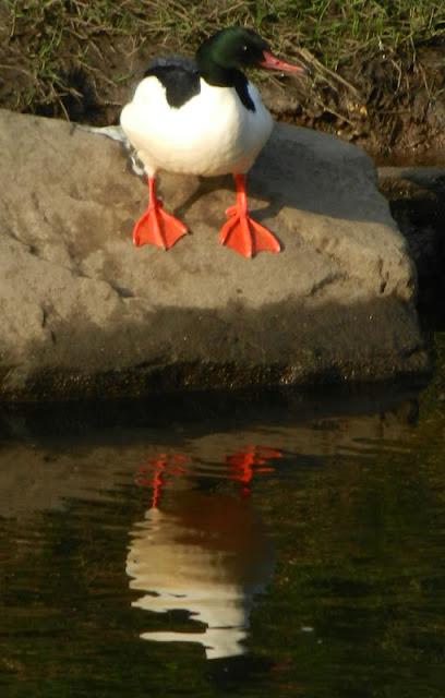 Rare sighting on the river Mersey!