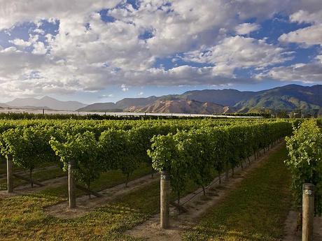 Marlborough vineyard, New Zealand Honeymoon inspiration: New Zealand