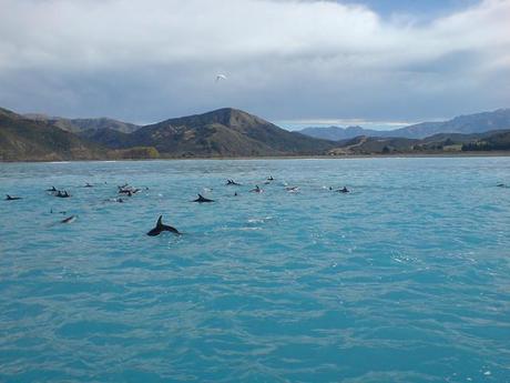 Dolphins, Kaikoura, New Zealand Honeymoon inspiration: New Zealand