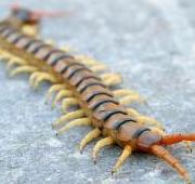 Centipede Centipede