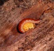 Centipede Centipede