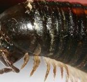 Centipede Centipede