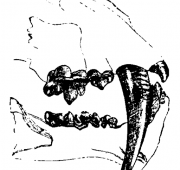 Sabre-Toothed Tiger Sabre-Toothed Tiger
