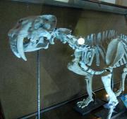 Sabre-Toothed Tiger Sabre-Toothed Tiger