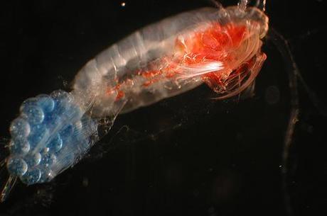 SUPER SHRIMP LEARNS TO FLY SUPER SHRIMP LEARNS TO FLY