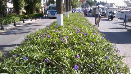 Purples Pansies in Bodrum