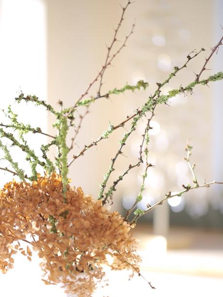 In A Vase On Monday – Loving Lichen