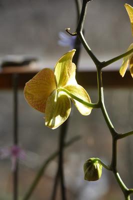 Orchids and Hellebores