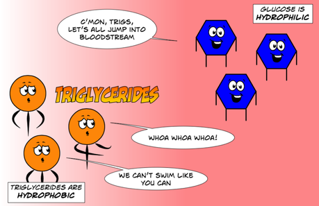 Concerned About Cholesterol on Low Carb? Read This! Concerned About Cholesterol on Low Carb? Read This!