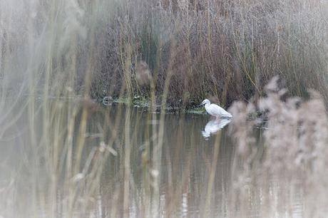 Little Egret through reeds