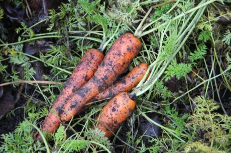 Our Favourite Carrot Variety