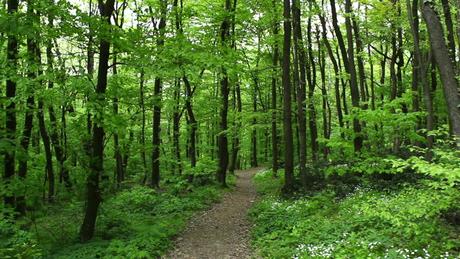 Image result for bright woods