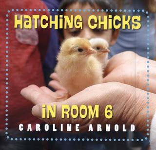 NEW BOOK! Hatching Chicks in Room 6, Official Publication Day