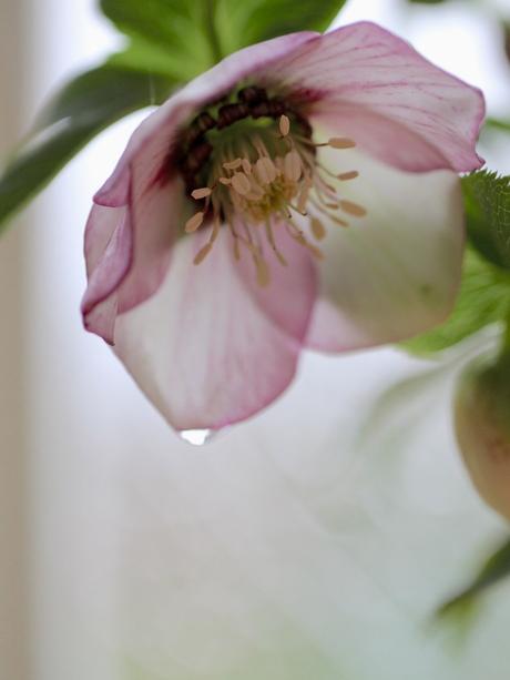 For The Love of Hellebores