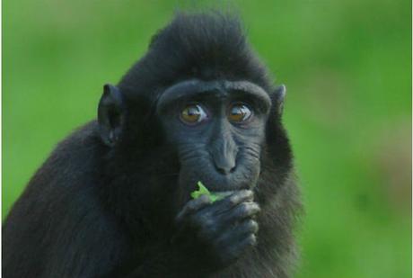 No More Bananas for Monkeys – Like Giving Them “Cake and Chocolate”