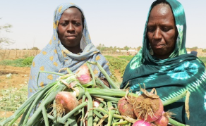 Africa: Mauritania to Benefit From U.S.$21 Million IFAD Grant to Boost Food Security, Nutrition and Reduce Rural Poverty