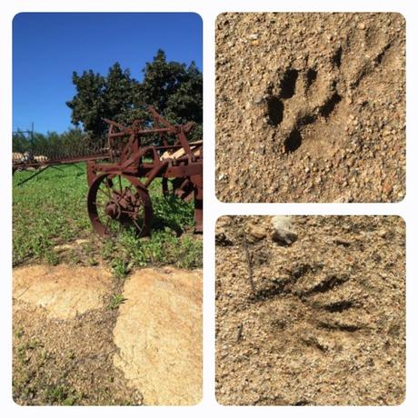 animal tracks after the rains on the avocado ranch 