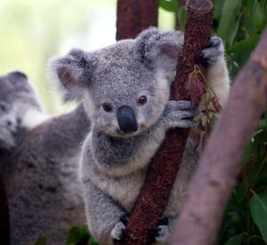 Koalas are Fading Away