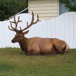 alberta-jasper-town-male-elk-resting-along-the-street-1-salloum