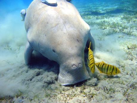 Biomimicry for Young Children –  Inspired by Endangered Dugongs