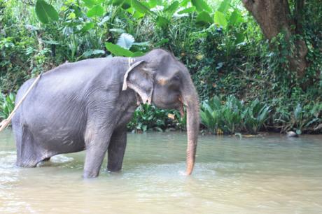 DAILY PHOTO: Elephant in Water