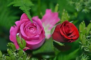 Two Roses 2-roses